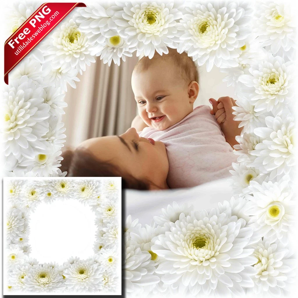 marco para fotos con flores de chrysanthemum o crisantemo blanco en png con fondo transparente para descargar gratis