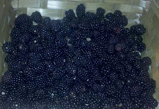fresh blackberries, harvesting blackberries, life on a farm, summer harvest, blackberry cobbler, 
