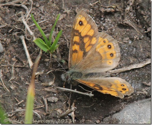 8-wall-butterfly