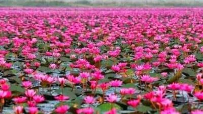 Red Lotus Flower Images - Lotus Flower Images, Picture Download - Lotus flower NeotericIT.com