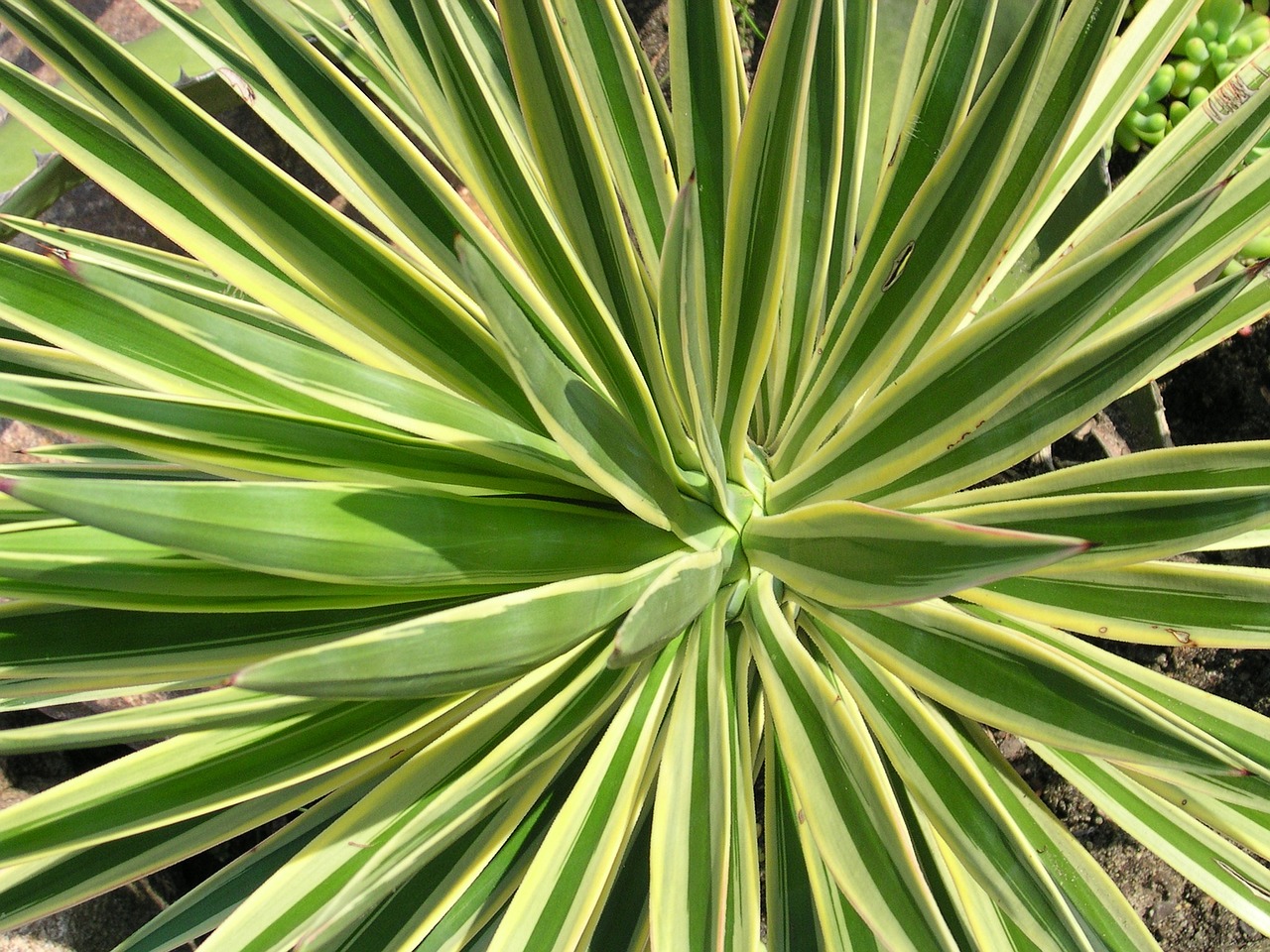 Yucca Aloifolia / Spanish Bayonet