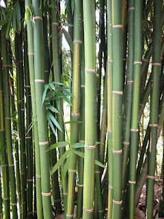 jual bambu lemang talang