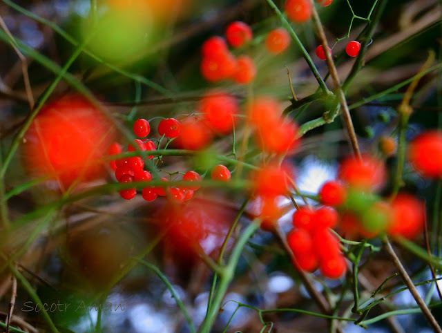 Solanum maximowiczii