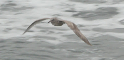 young gull of some sort