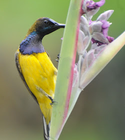 Olive-backed Sunbird (Nectarinea olivacea)