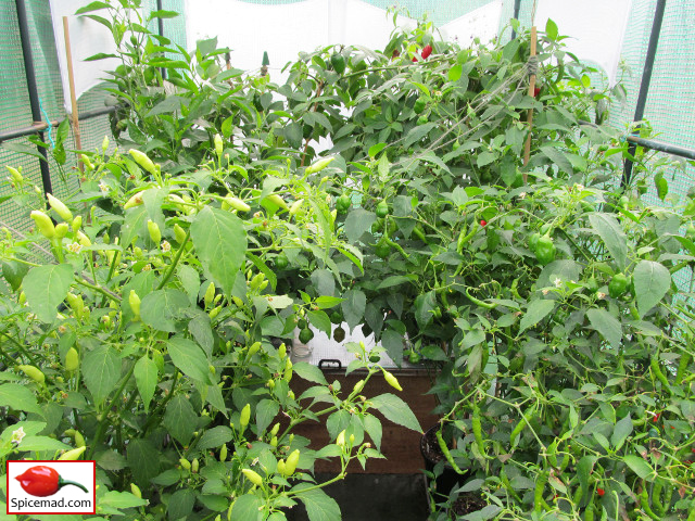 Chilli Plants in the Greenhouse - 24th September 2013