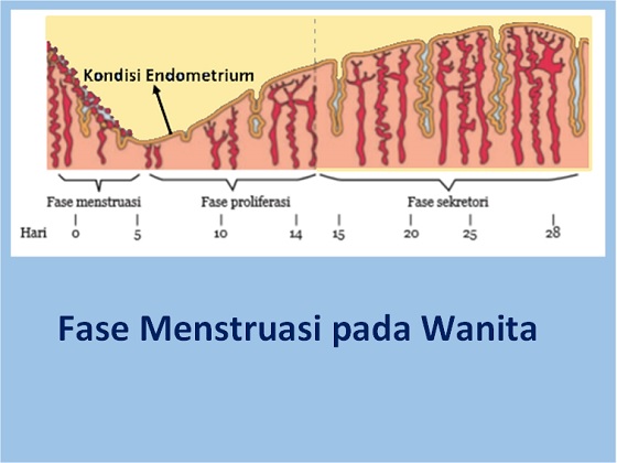 fase menstruasi, fase poliferasi, fase sekretori