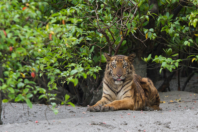 A Bengal tiger in the Sundarbans mangrove forest of West Bengal