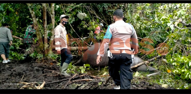 Seekor Gajah Betina Di Temukan Di Kecamatan Pintu Rime Gayo