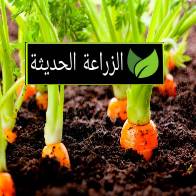 زراعة وانتاج محصول الجذر