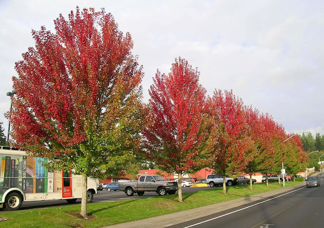 Autumn Flame Maple1