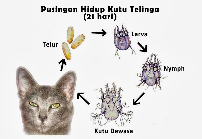 Berlawan dengan kutu kucing