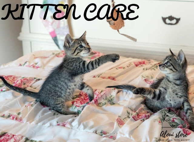 Kitten Care