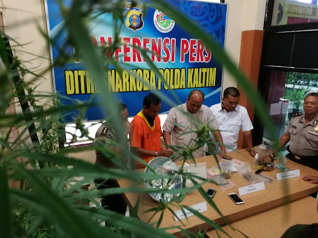 Pria Balikpapan Dipenjara 20 Tahun Karena Menanam Ganja Dirumah