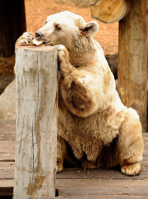 Melbourne Zoo - Brown bears Roan and Honey