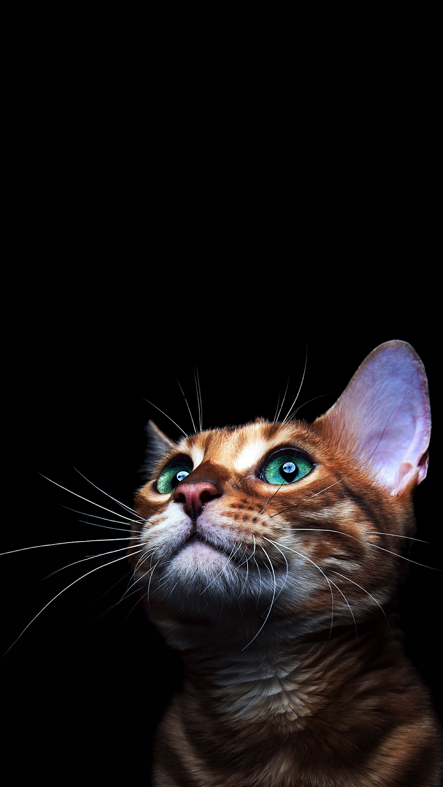 4k Cat Amoled Phone Wallpaper