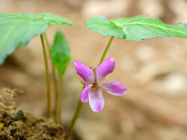 Viola tokubuchiana