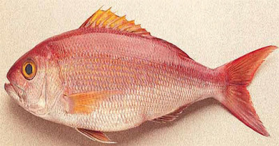 Hawaiian Pink Snapper