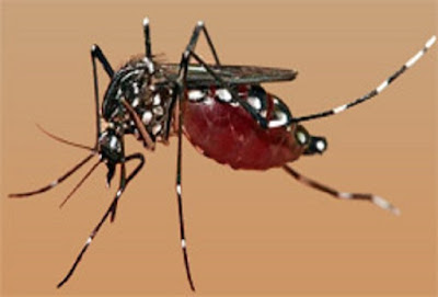 dengue malaria chikungunya prevention cure