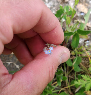 Beautiful tiny flowers