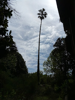 Palmeira de Monterraso. Foto: J. Migueles