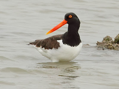 American Oystercatcher