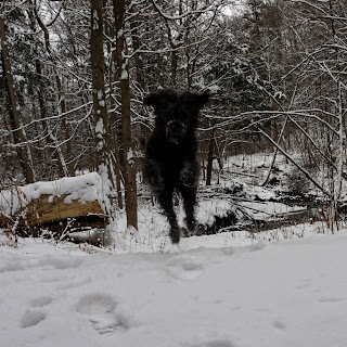 Bernedoodle leaping in Brookbanks Park in the winter