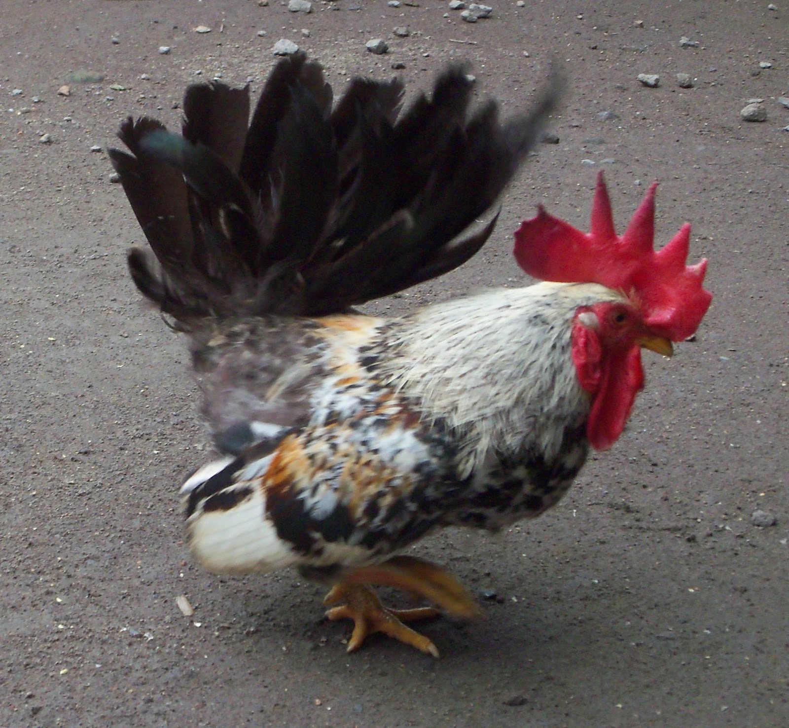 Koleksi Gambar Ayam Konyol Gambar Gokil