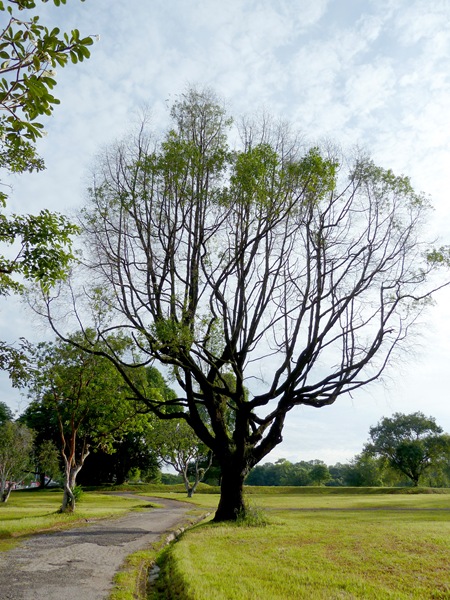 P1000130
