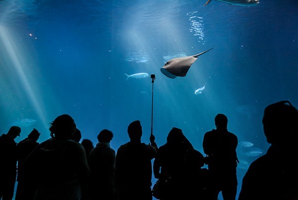 aquarium