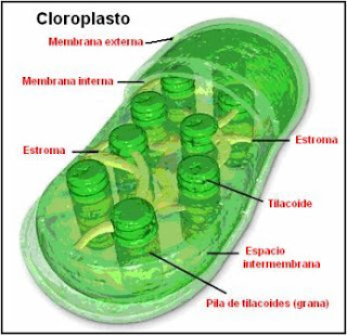 esquema de un cloroplasto