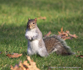 Gray Squirrel, 12/02/10 Framingham