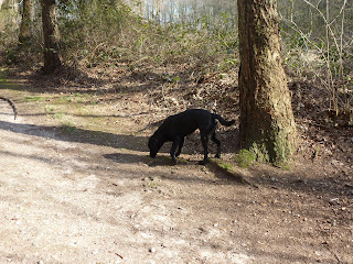 Esmee snuffelt aan een boom in het bos