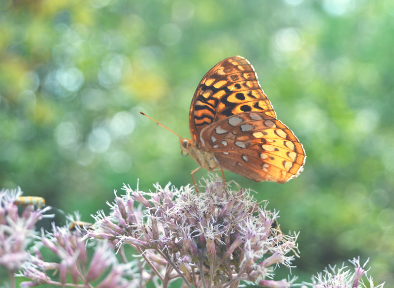 The Flying Clubhouse: Summer's End - Great Spangled Fritillary