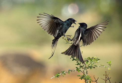 16 Gambar Unik Dari Burung Dunia Unik 