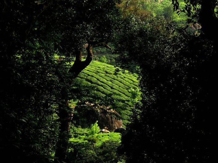 Munnar - Beauty and Greeny Place in Kerala,India...