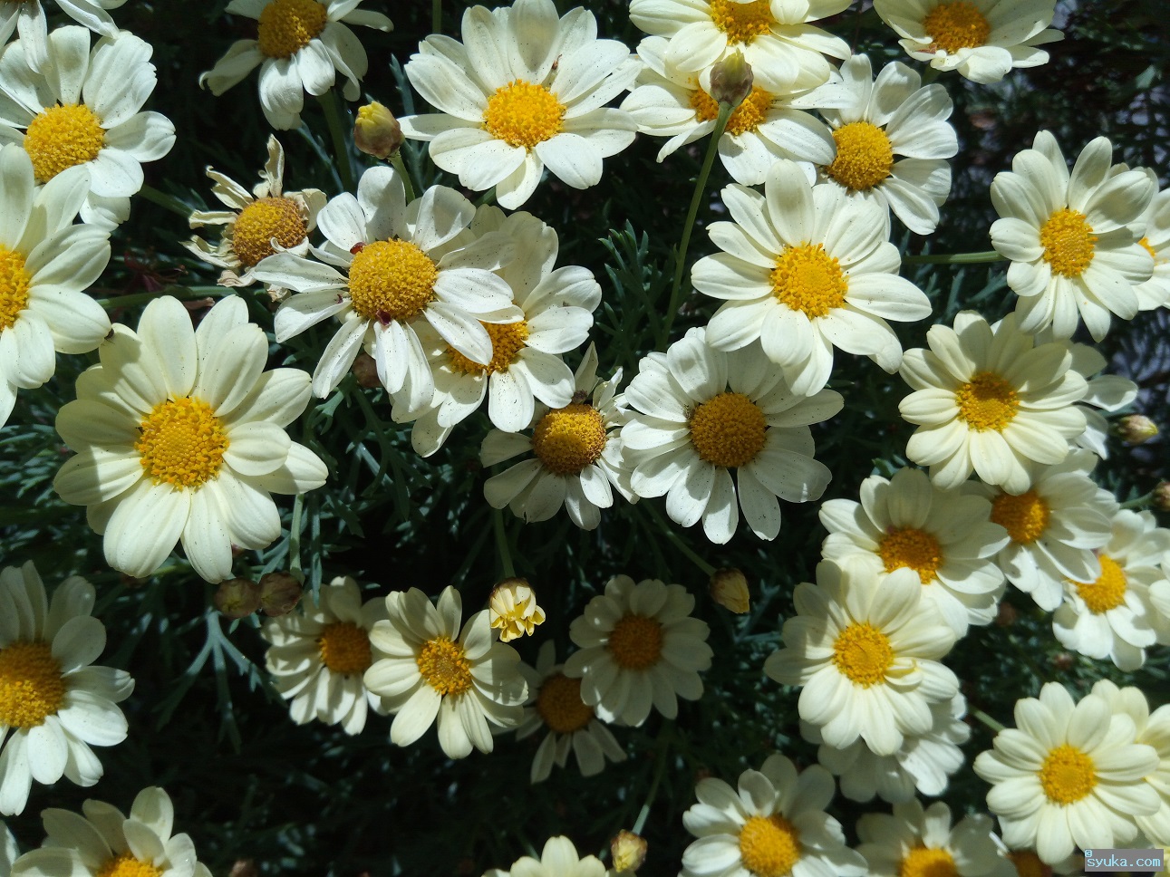 マーガレット 木春菊 食べない方がいいでしょう 植物プチ写真図鑑1 食べられるの 食べられないの