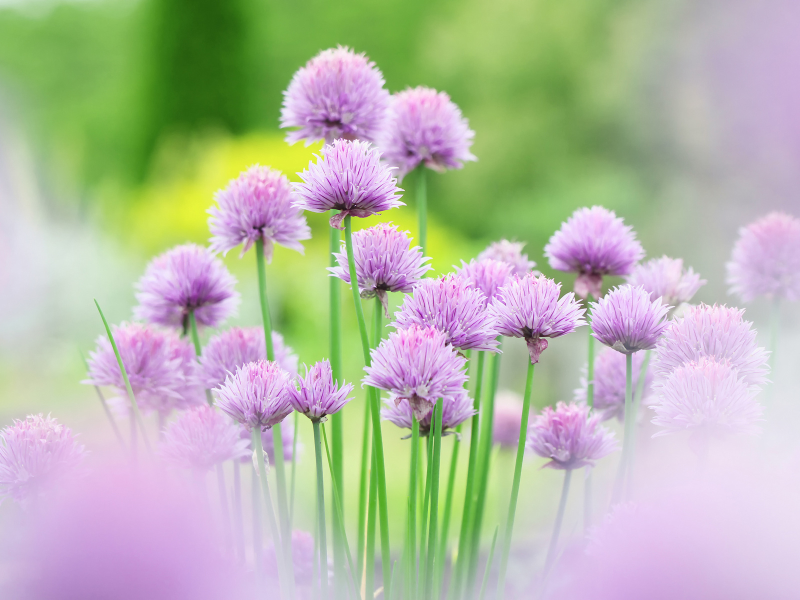 imagenes de flores moradas - Plantas con flores azules y violetas: nombres y fotos INFOJARDIN