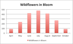 Minnesota Wildflowers in bloom