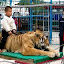 Κίνα: Τίγρης σκότωσε οκτάχρονο κορίτσι σε τσίρκο