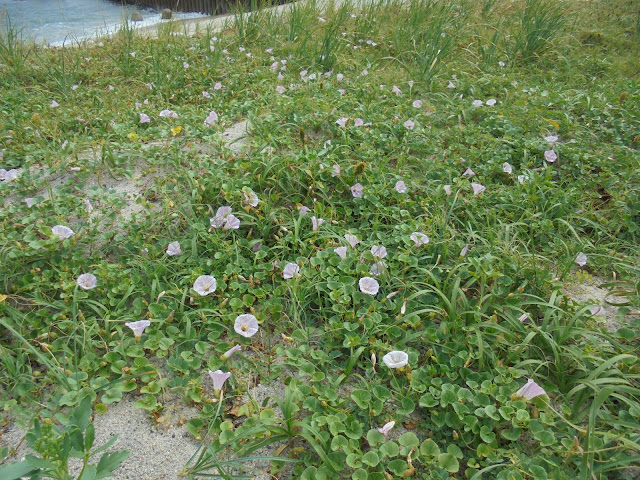 弓ヶ浜の浜昼顔（はまひるがお）