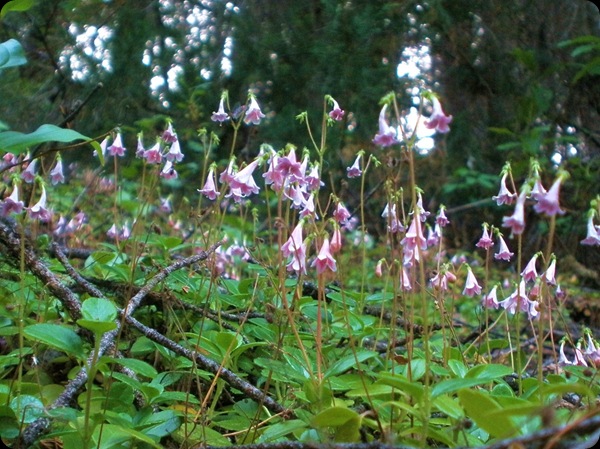 Tiny Woodland Wonders