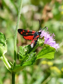 la zygène de la coronille, Zygaena ephialtes