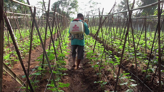 pEMBUATAN LAHAN KEBUN LANJAR TIMUN SEGAR BERKUALITAS