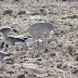 A few Sandhill Cranes stop-over to feed