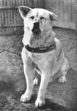 hachiko1