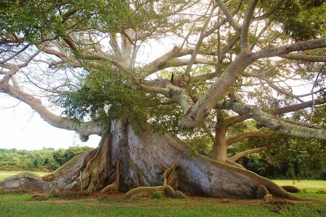 Ceiba, Araba