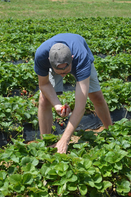 Dad picking strawberries