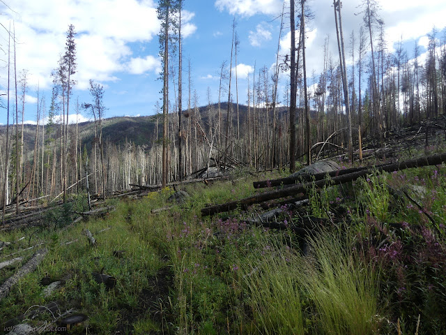 05: cut logs and trail