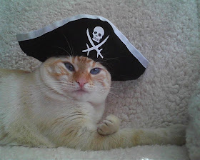 funny cat pictures, pirate cat